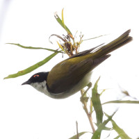 White-naped Honeyeater